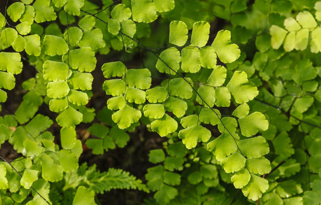 Light- green Maiden Hair Fern.