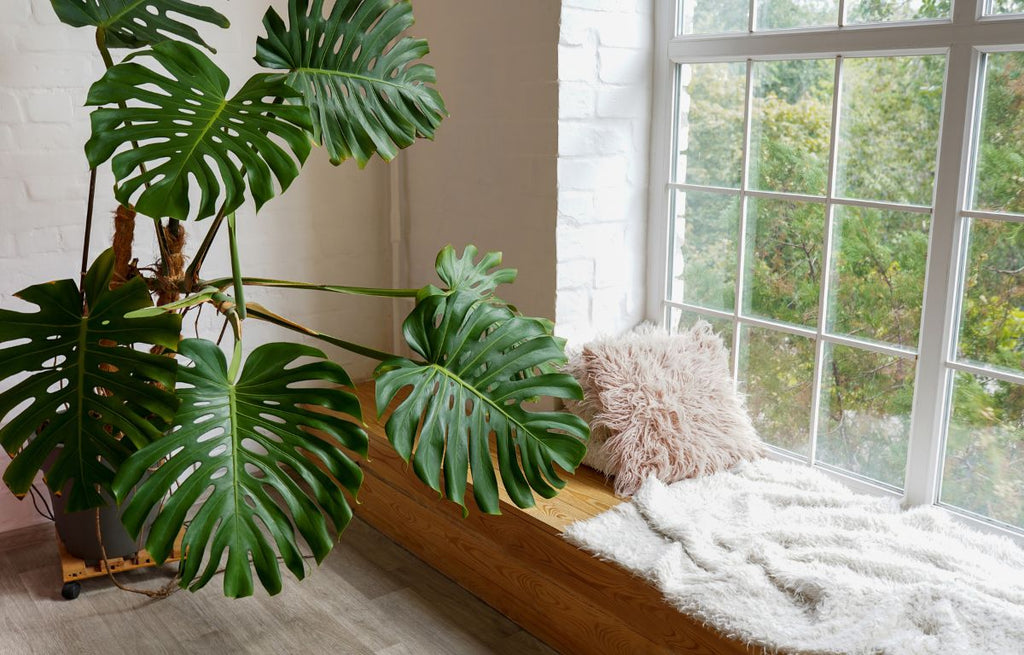 Large Monster Deliciosa featured in a bay window with a wooden bench seat.