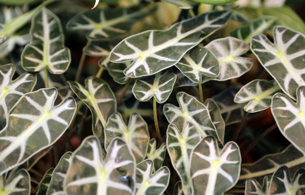 Baby leaves of an Alocasia Amazonica Plant.