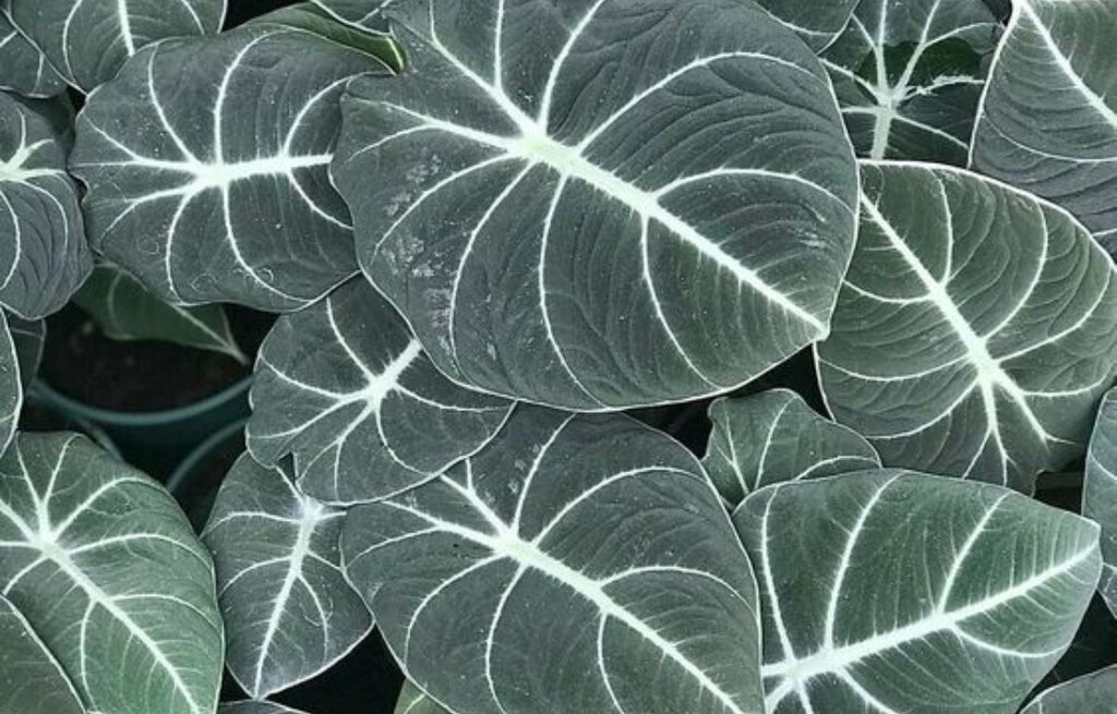 Alocasia Black Velvet has a dark green foliage with white vein patterning through the face.