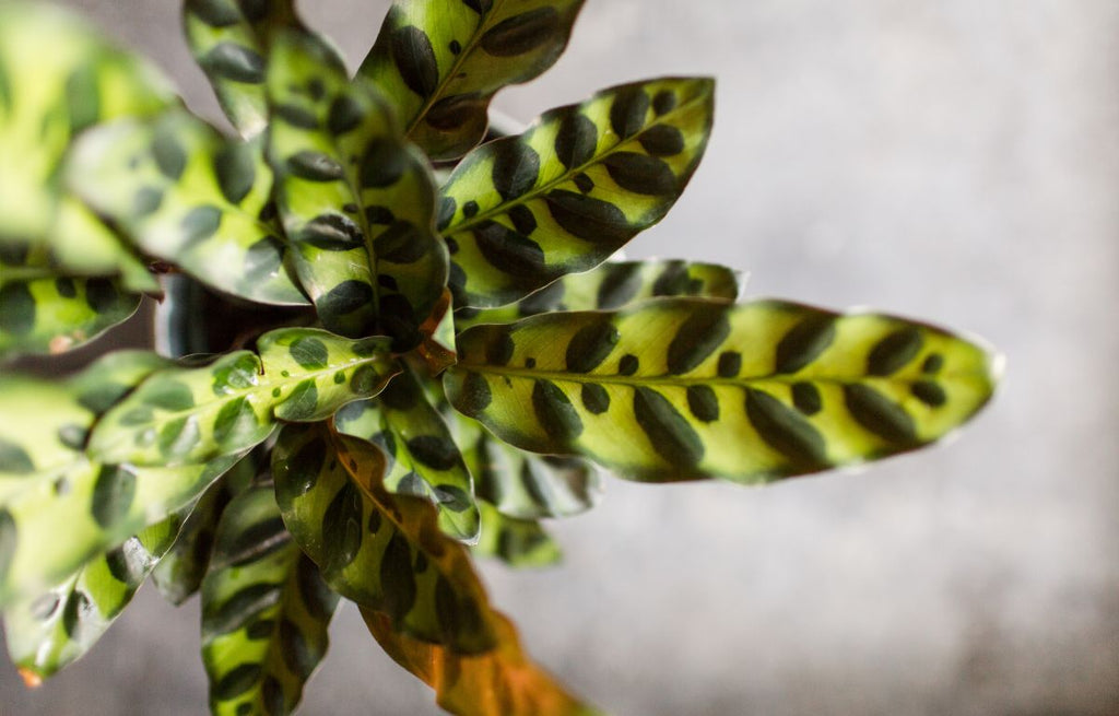 Rattlesnake Plant has crimped oval-shaped light green leaves with a feathered green pattern and a deep purple underside.