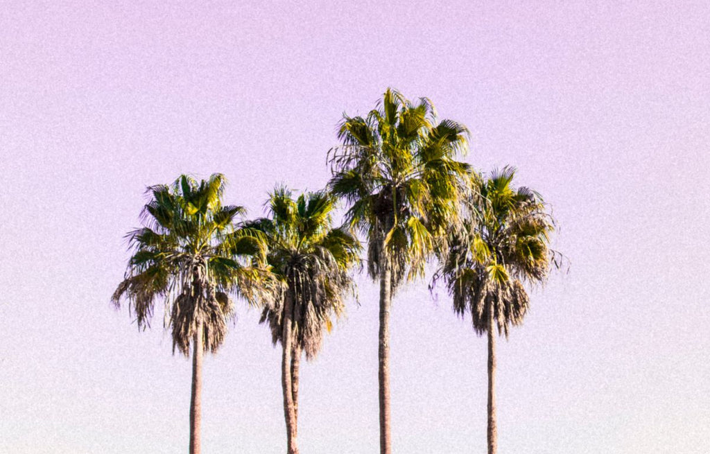 Four clustered palm trees in front of a purple sunset.