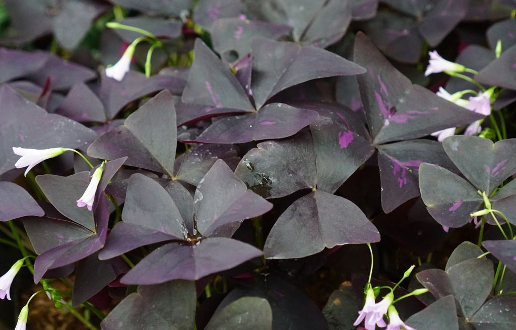 Oxalis Triangularis has dark purple triangle-shaped leaves with light purple and white gradient bell-shaped flowers.