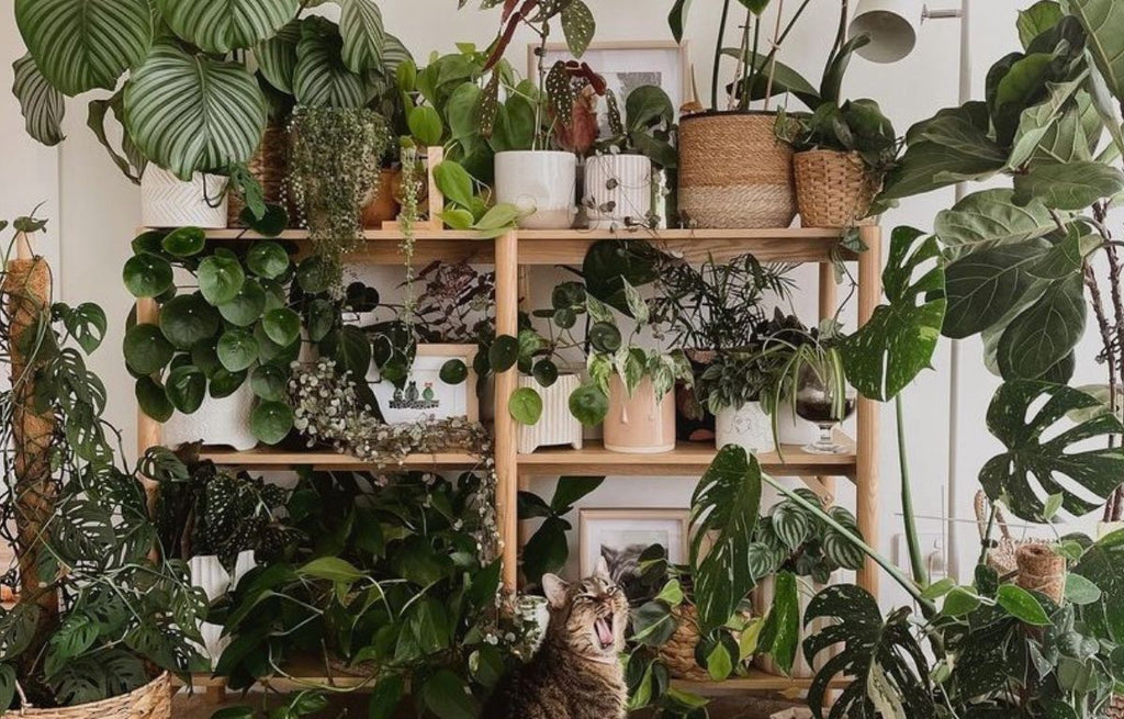 A simple wooden bookshelf covered in indoor pots and plants of all different styles and varieties.