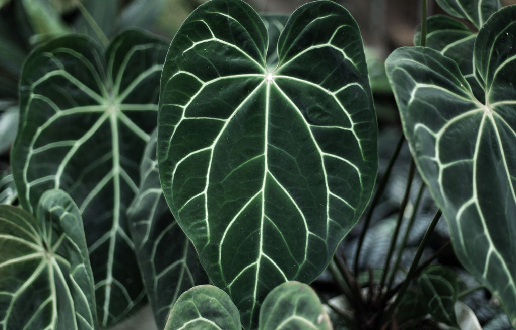 A dark green heart-shaped leaf with a white-coloured vein pattern.