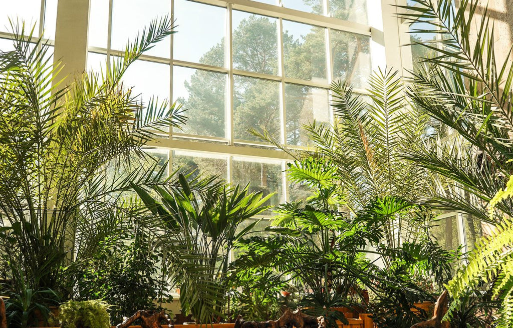 Different varieties of indoor fern plants cluster in front of a sunlit bay window.