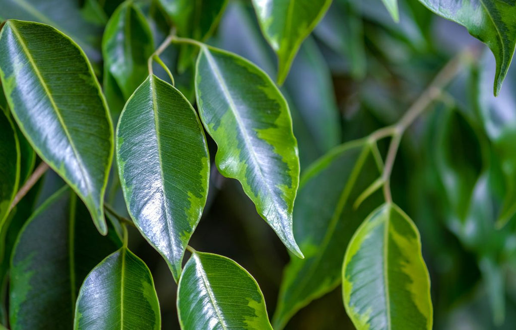 Verigated dark green and lime green leaves of a Weeping Fig. 