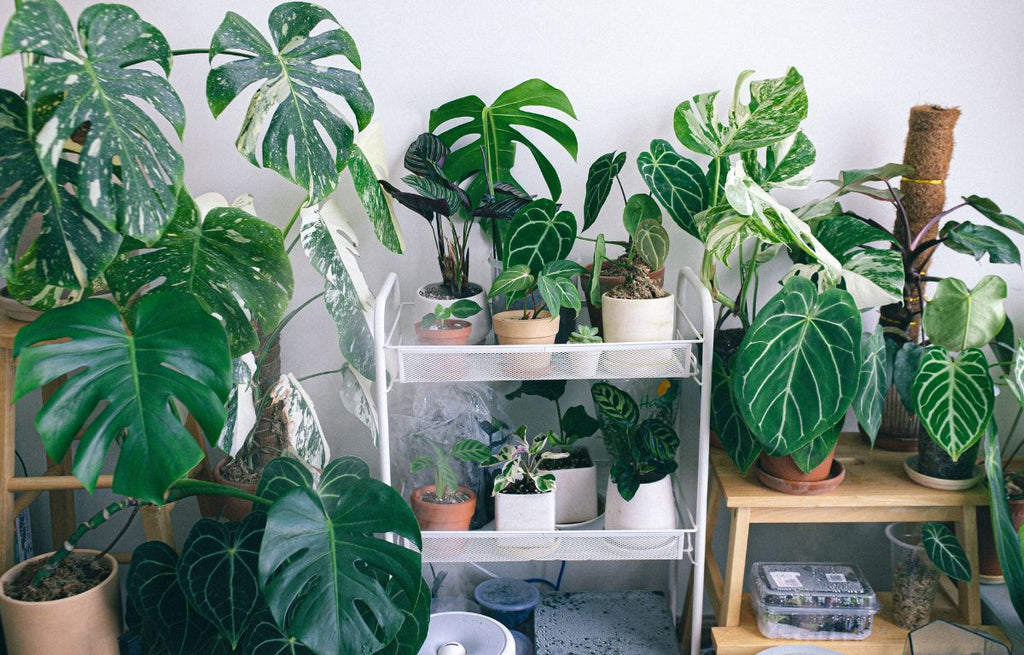 Indoor plants displayed indoors