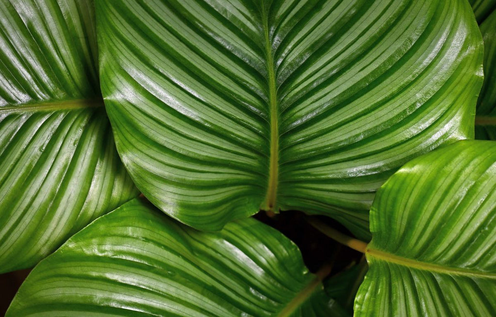 The stunning leaves of the Calathea Orbifolia plant