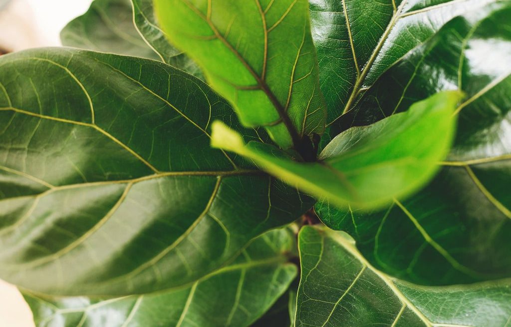 Foliage of a Fiddle Leaf Fig tree.