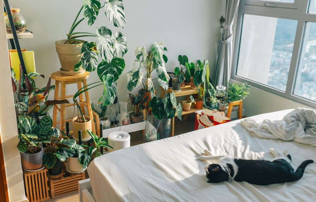 Grouped plants in a bedroom