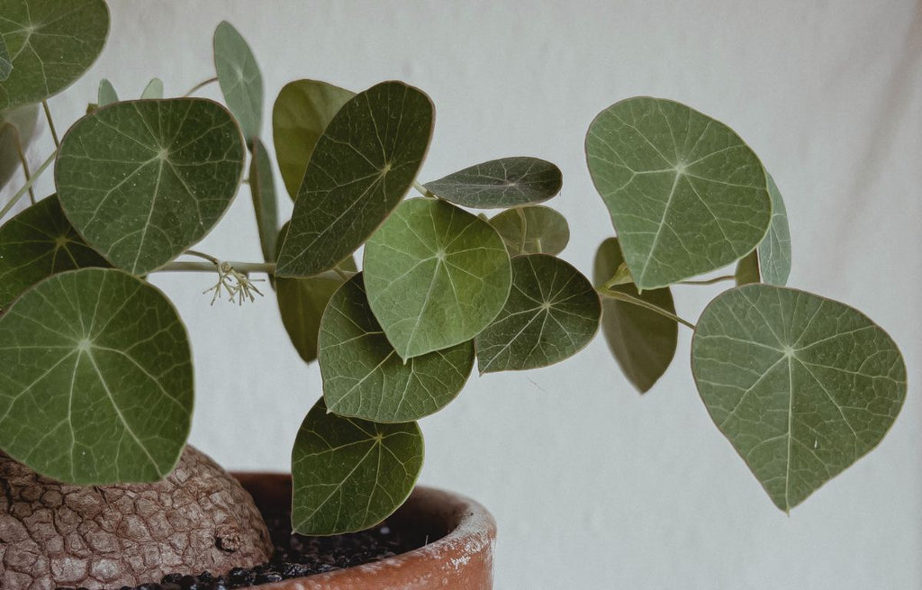 Stephania Erecta- Potato Plant