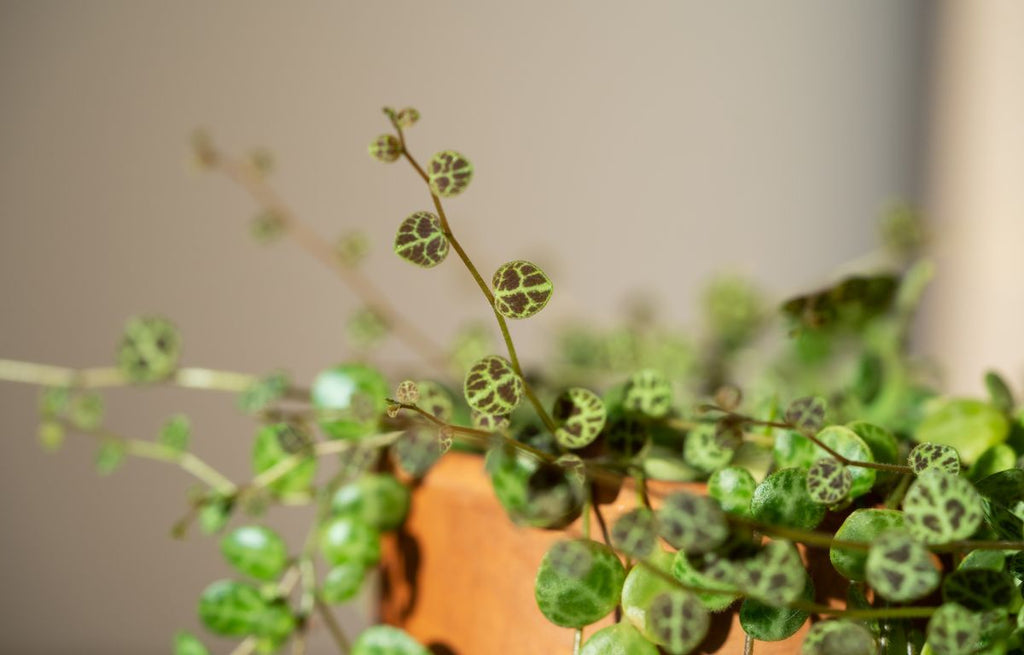 string of turtles plant