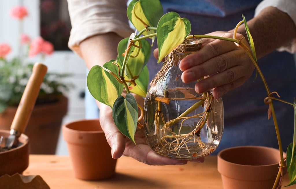 Propagate Plants with Water Like a Pro