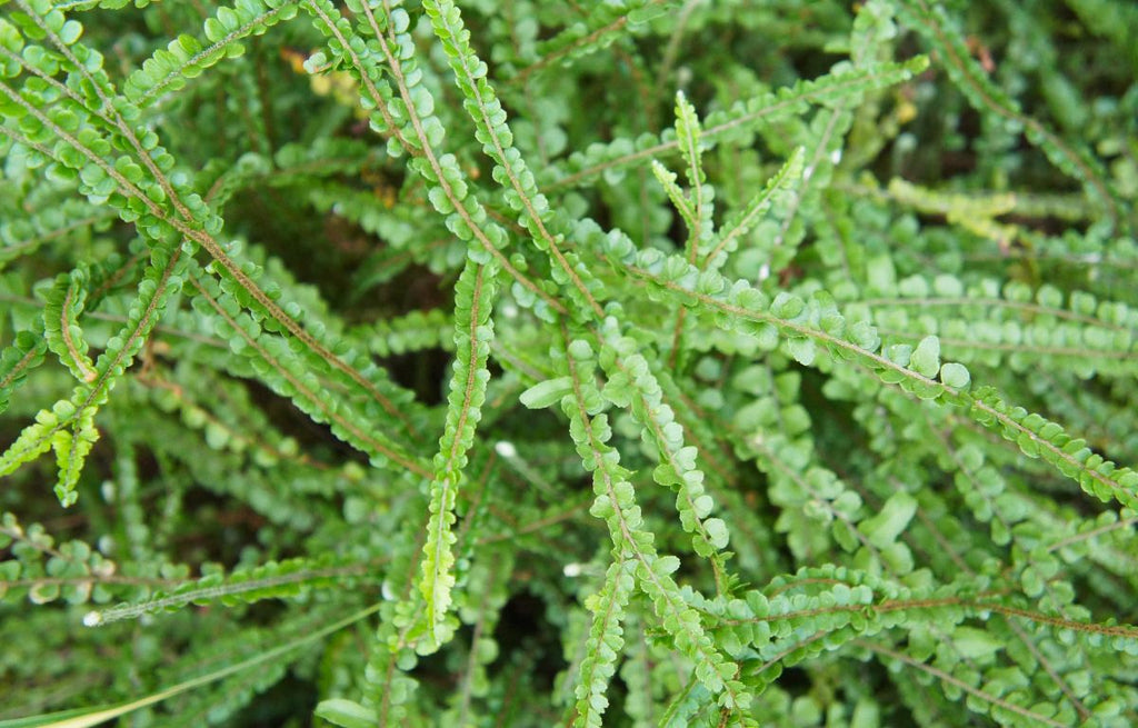 Duffi Fern- Nephrolepis cordifolia