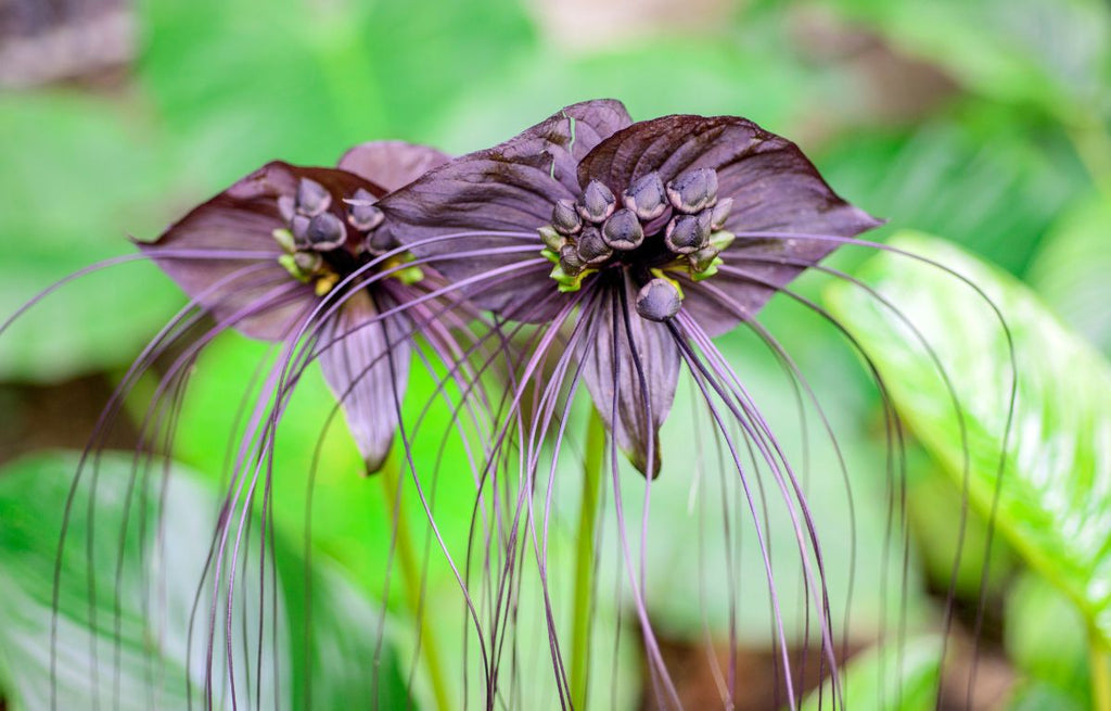 Unique looking houseplants such as this Bat Flower