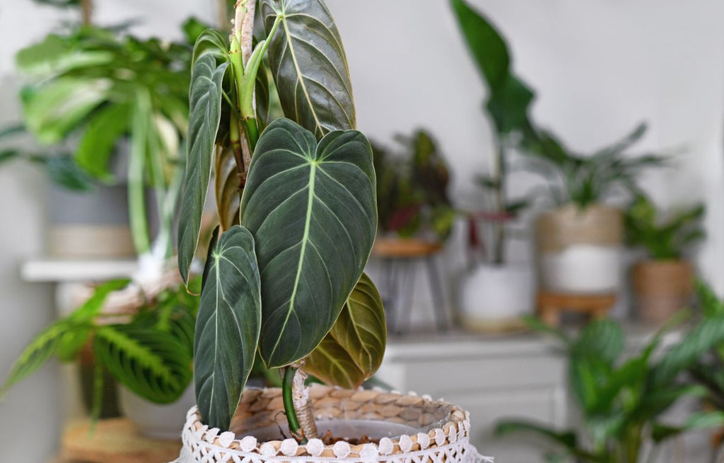 Black-Gold Philodendron - Philodendron Melanochrysum