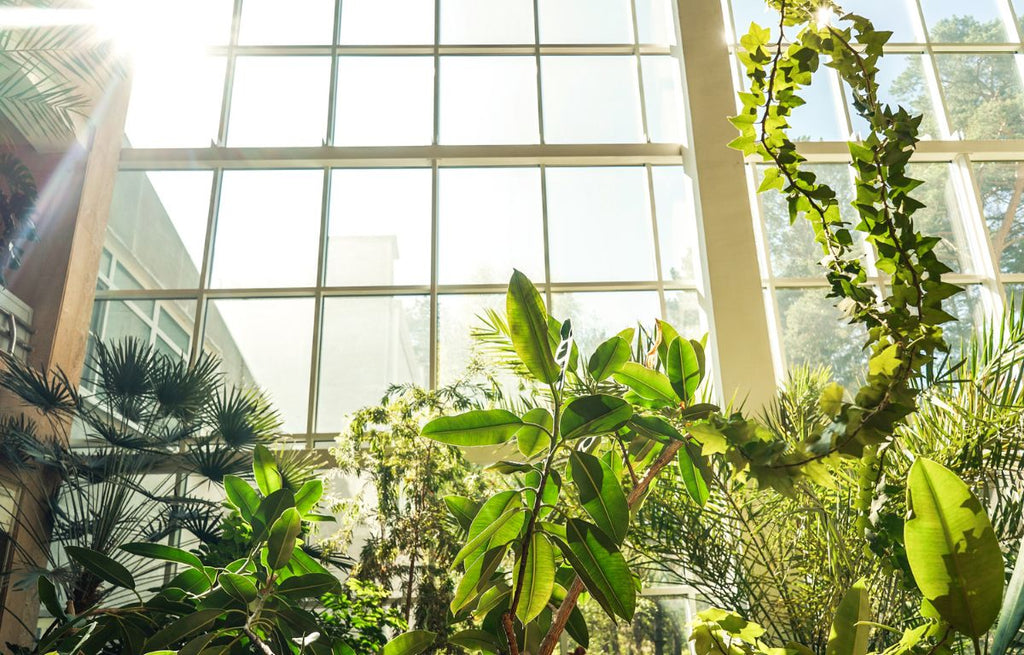 biophilic design incorporates plants and natural elements into indoor environments 