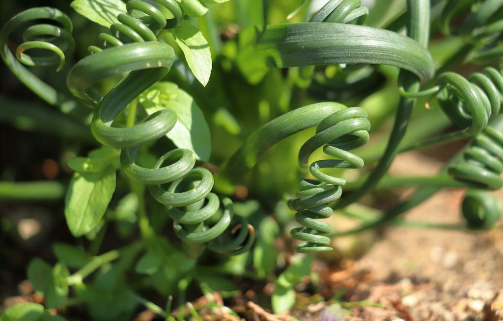 Corkscrew Albuca- Albuca Spiralis