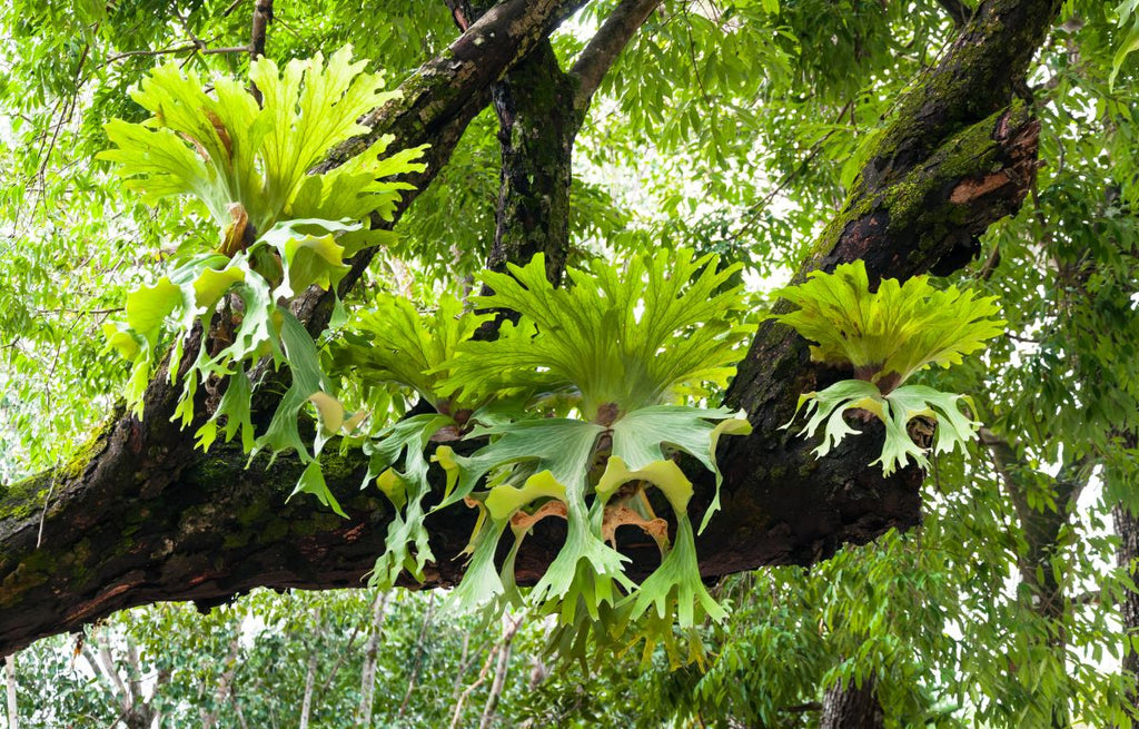 Staghorn Fern- Platycerium