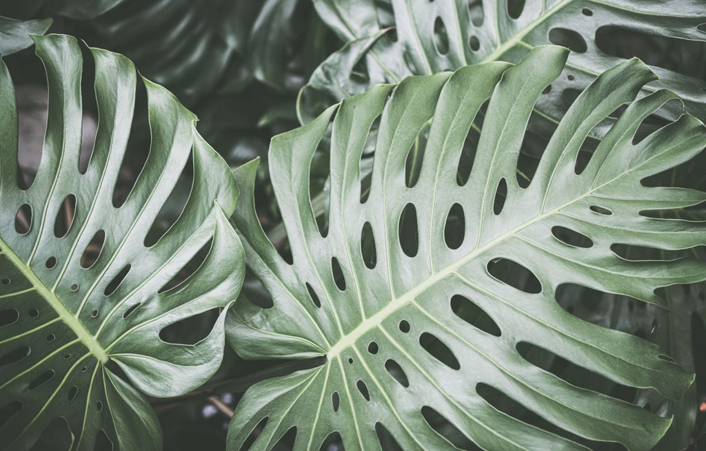 Monstera deliciosa 