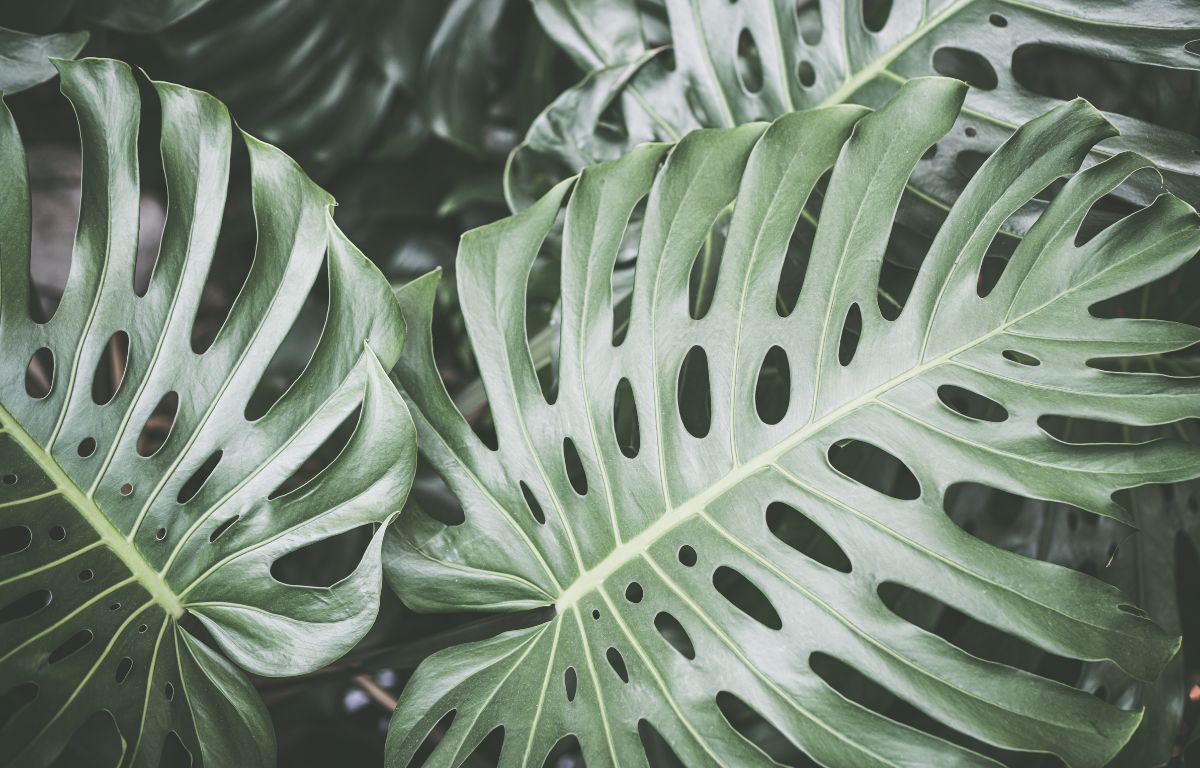 10 Fascinating Monstera Facts You Didn't Know  The Balcony Garden US