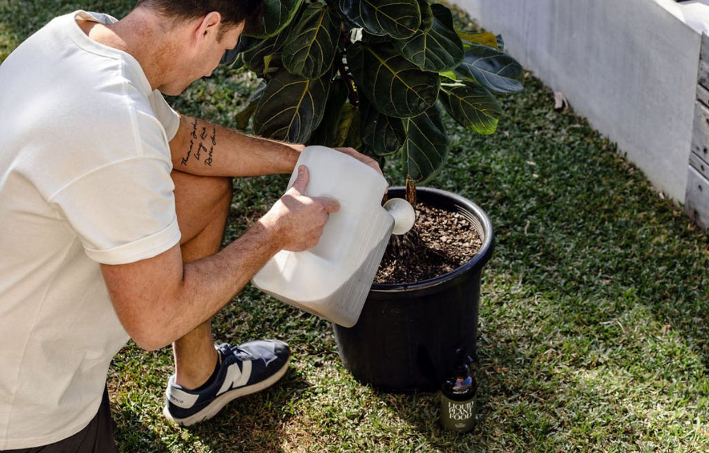 8 Spring Plant Care Tips for Your Indoor Oasis