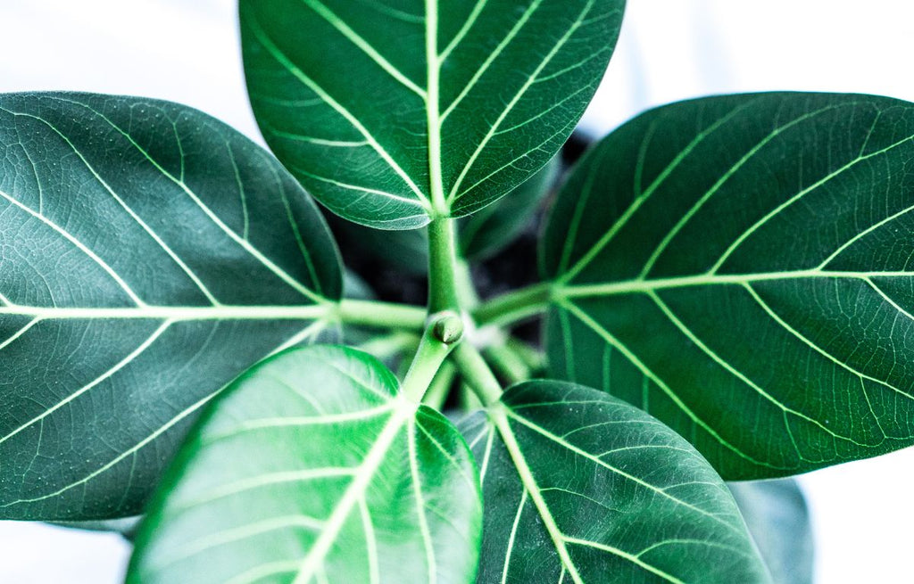 Ficus Audrey- Ficus Benghalensis