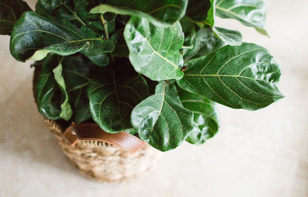 Fiddle Leaf Fig