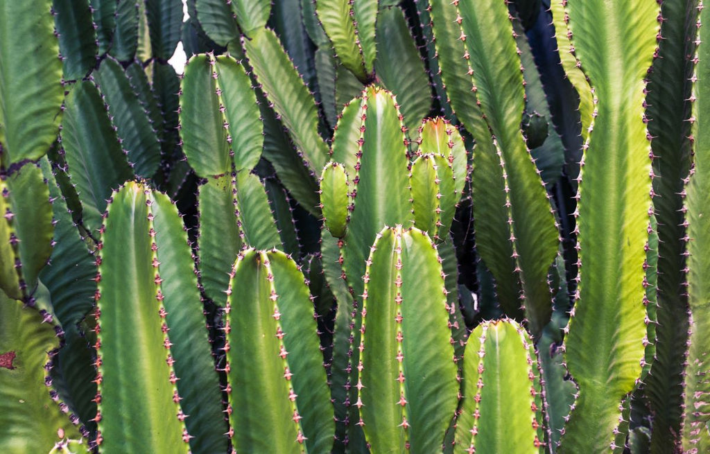 Propagating Cacti