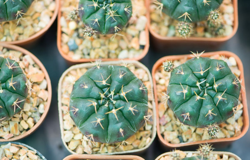 Chin Cactus- Gymnocalycium