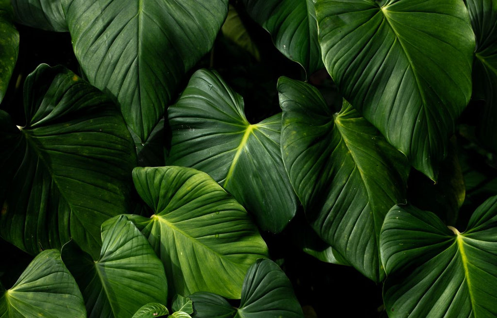 Transforming Your Space with Stylish Big Leaf House Plants