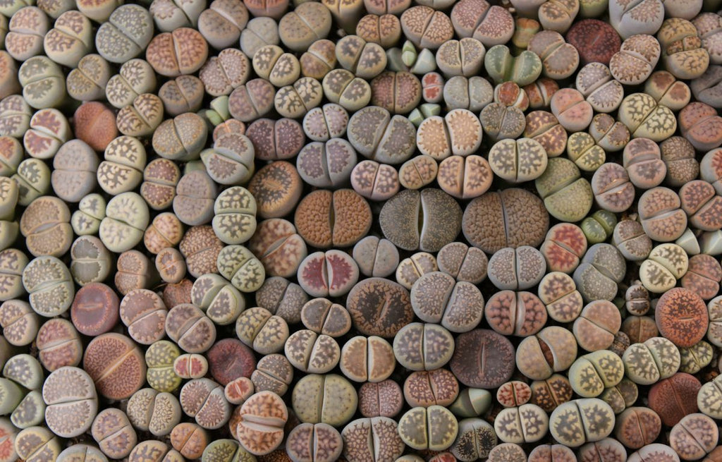 Living Stones (Lithops) are the perfect addition to your succulent collection