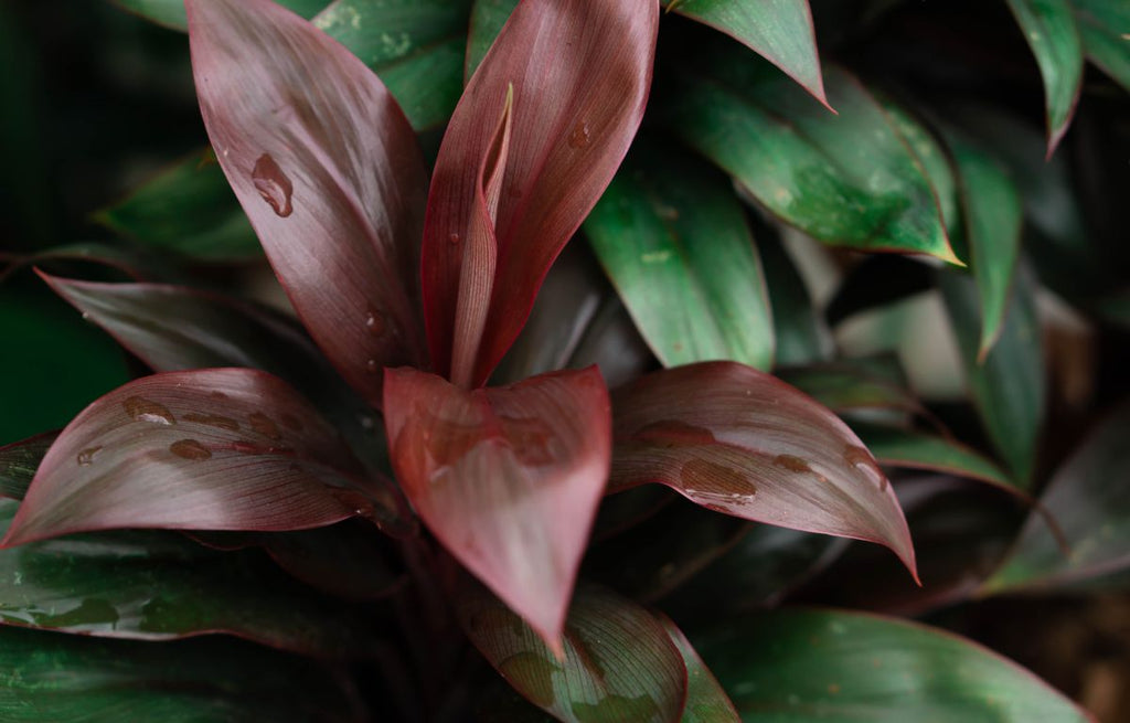 Green Ti Plant- Cordyline fruticosa