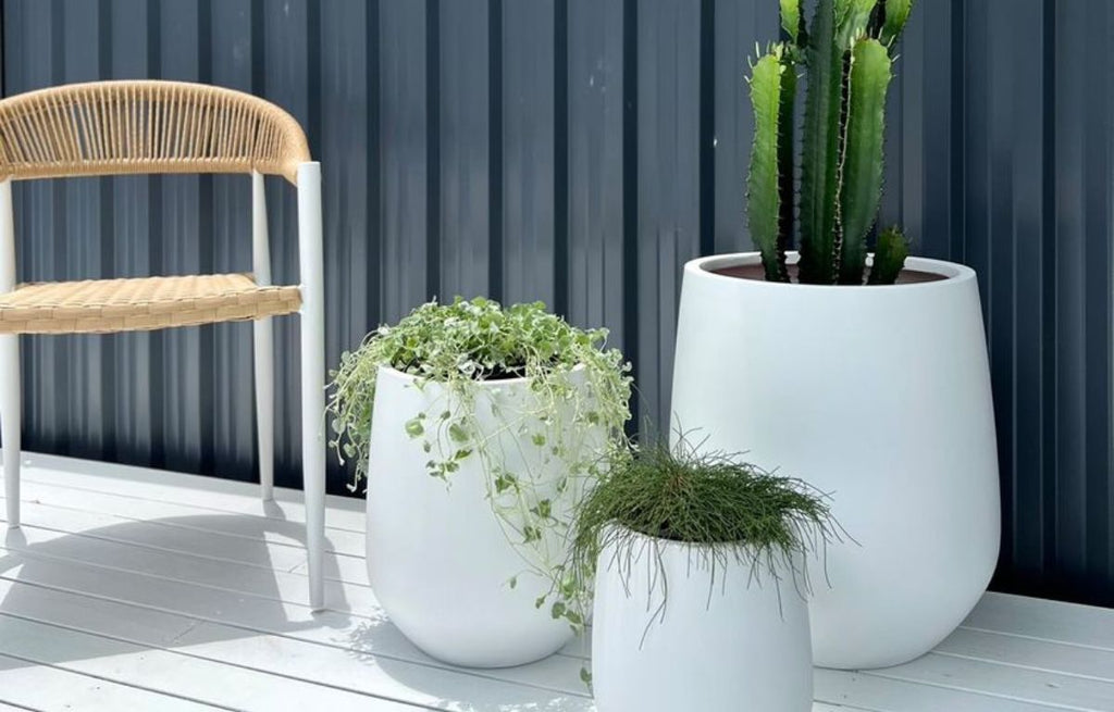 White Lucy Pots brightens and contrasts against a charcoal corrugated iron fence.