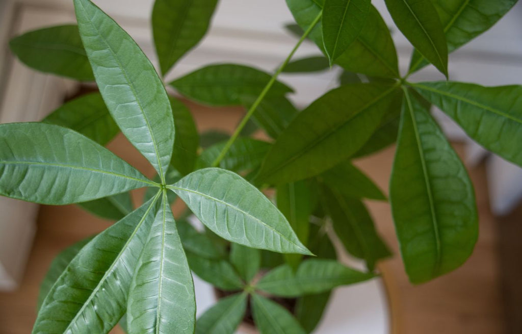 Money Tree- Pachira aquatica