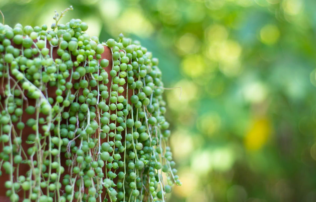 String of Pearls hanging pendulous over a hanging pot.