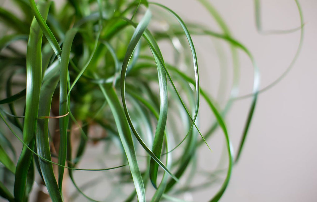 Ponytail Palm leaves.