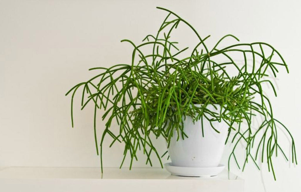 Mistletoe cactus in a white indoor pot.