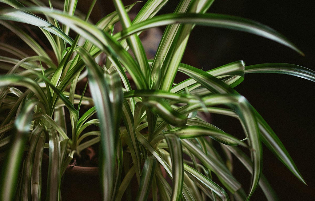 A black background enhances the striped foliage of a Spider Plant.