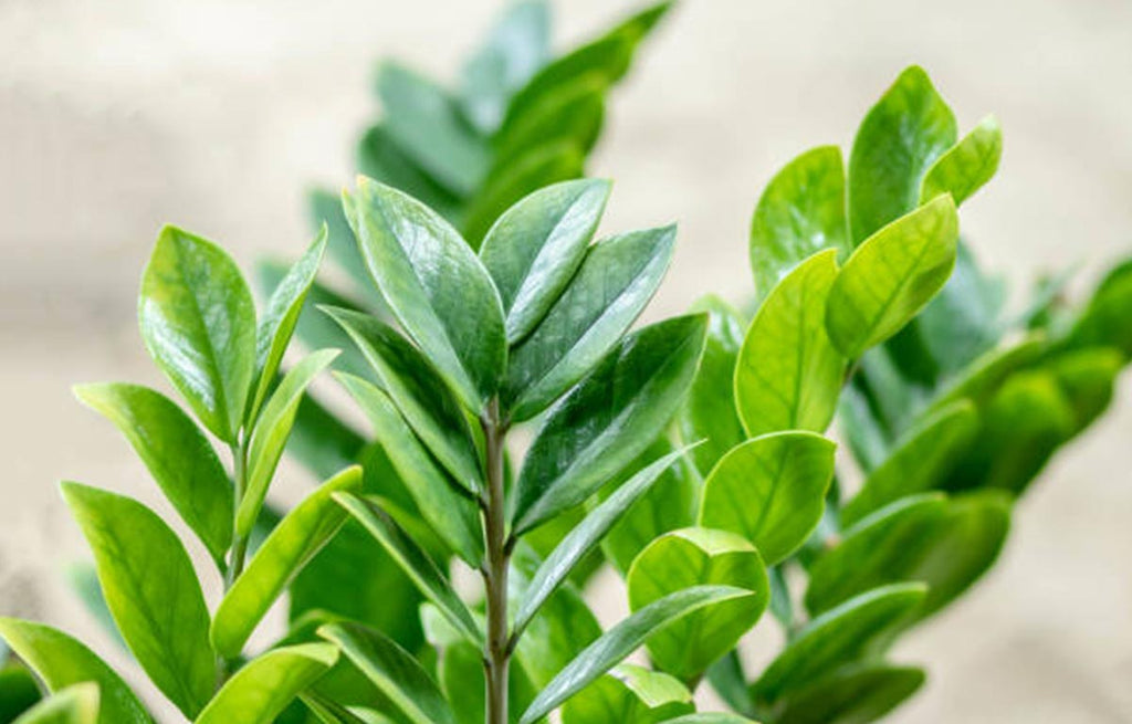 Lush foliage of a ZZ Plant.