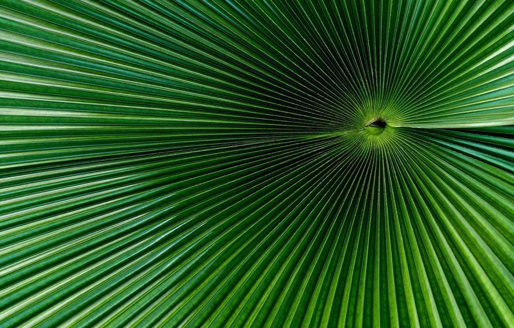 Ruffled Fan Palm with green concertinaed leaves.