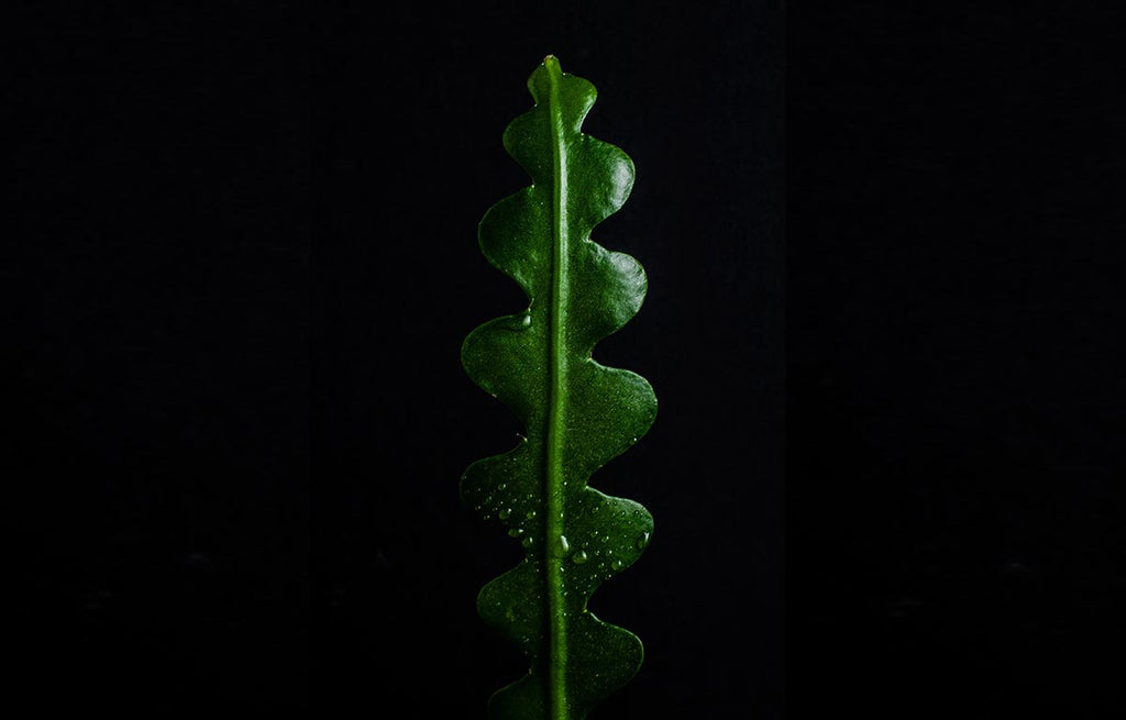 Dark green Fishbone leaf with a black background.