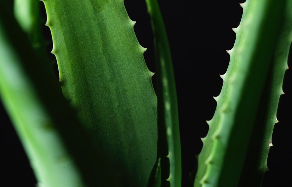 Green Aloe Vera Leaves.