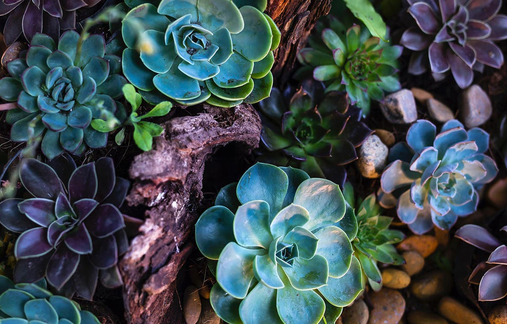 Captivating green, blue and purple rosette succulents. 