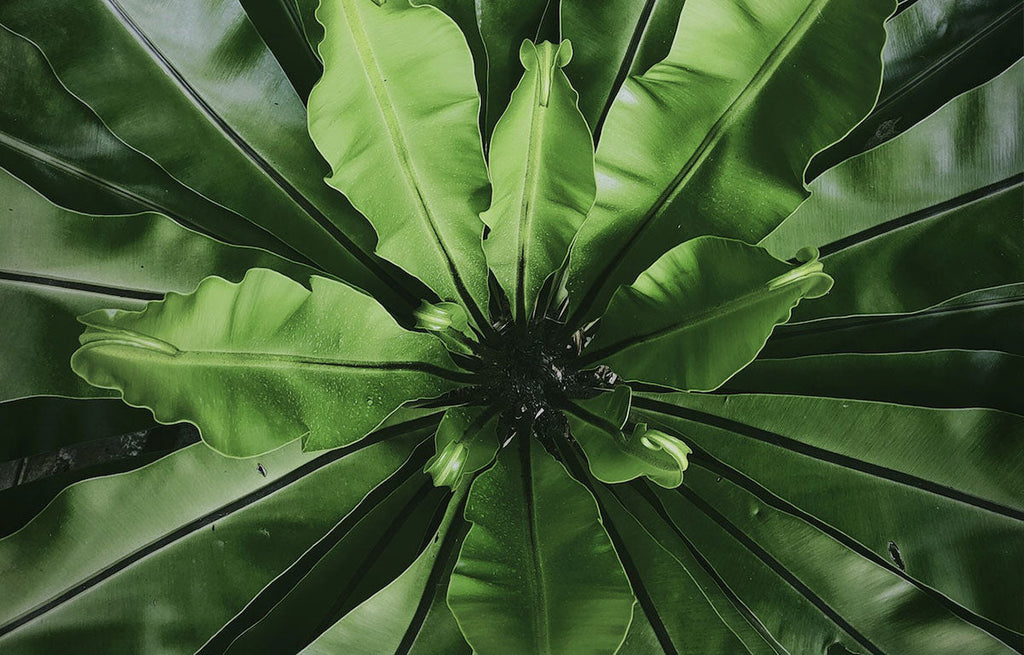 Interior view of a Bird's Nest Fern. 