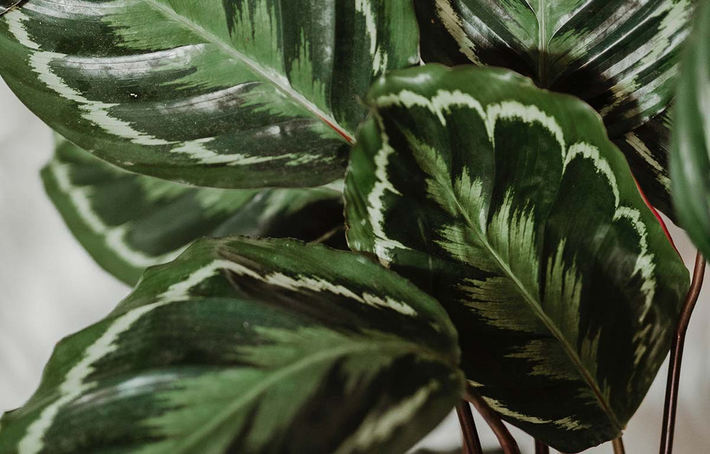 Calathea Medallion leaves with a green variegated feather patterning.