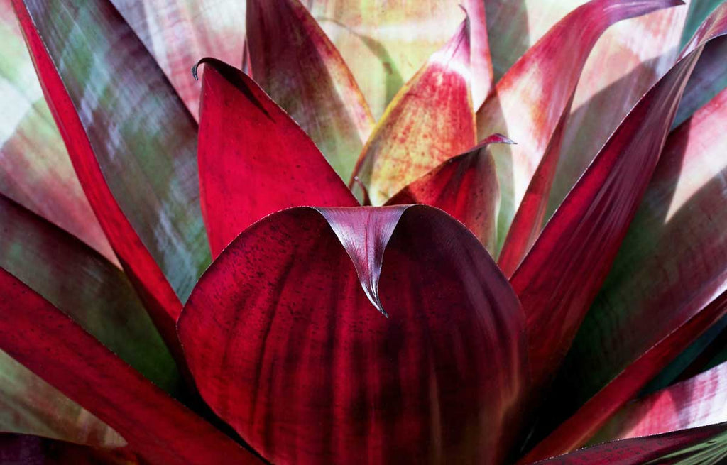 A red coloured Bromeliad with long pointed leaves set in a rosette formation.