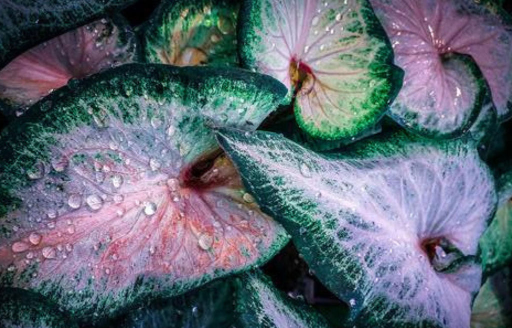 Caladium with pointed purple and green variegation leaves.