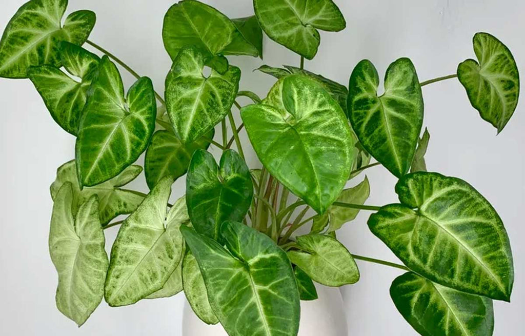 Voluminous Arrowhead Plant in a white indoor pot.